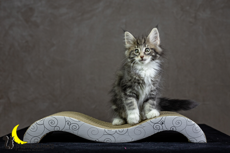 Keldan (62 Tage alt)