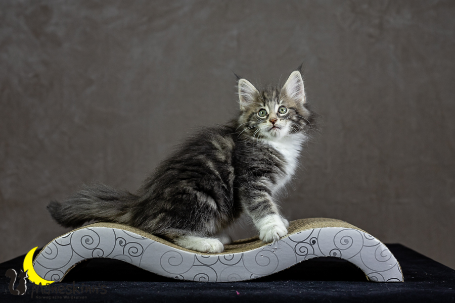 Keldan (62 Tage alt)