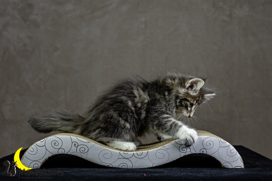 Keldan (62 Tage alt)