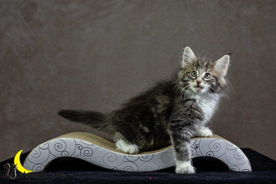 Keldan (62 Tage alt)