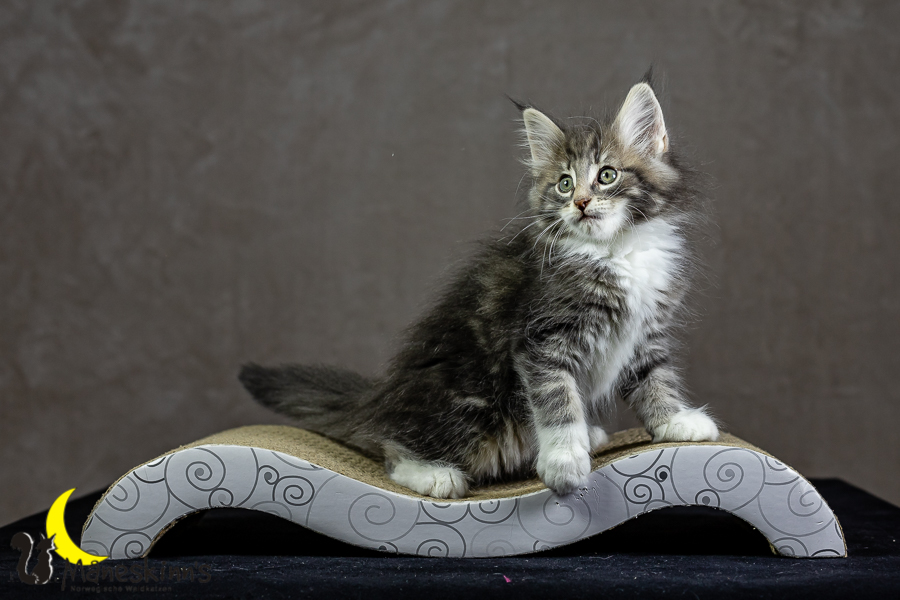 Keldan (62 Tage alt)