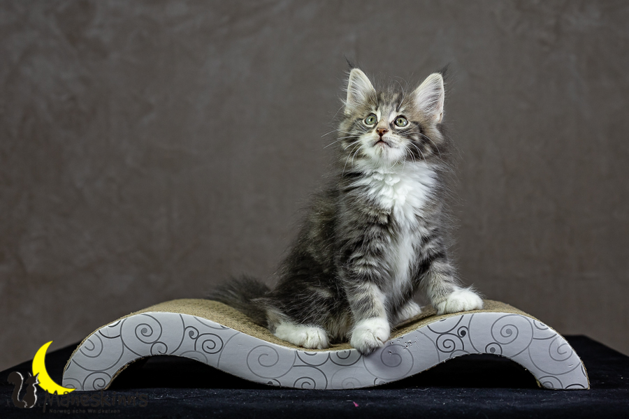 Keldan (62 Tage alt)