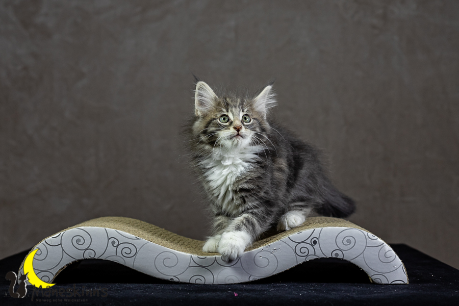 Keldan (62 Tage alt)