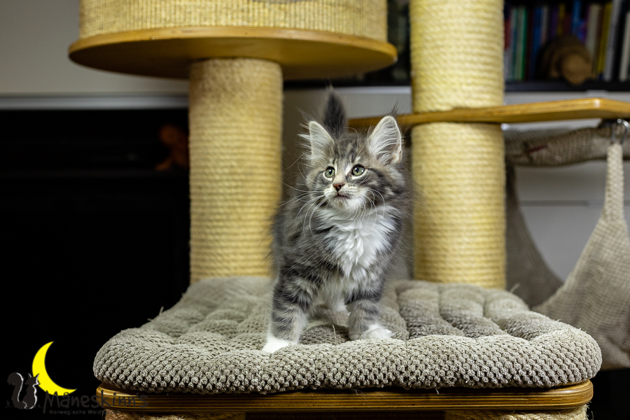 Keldan (70 Tage alt)