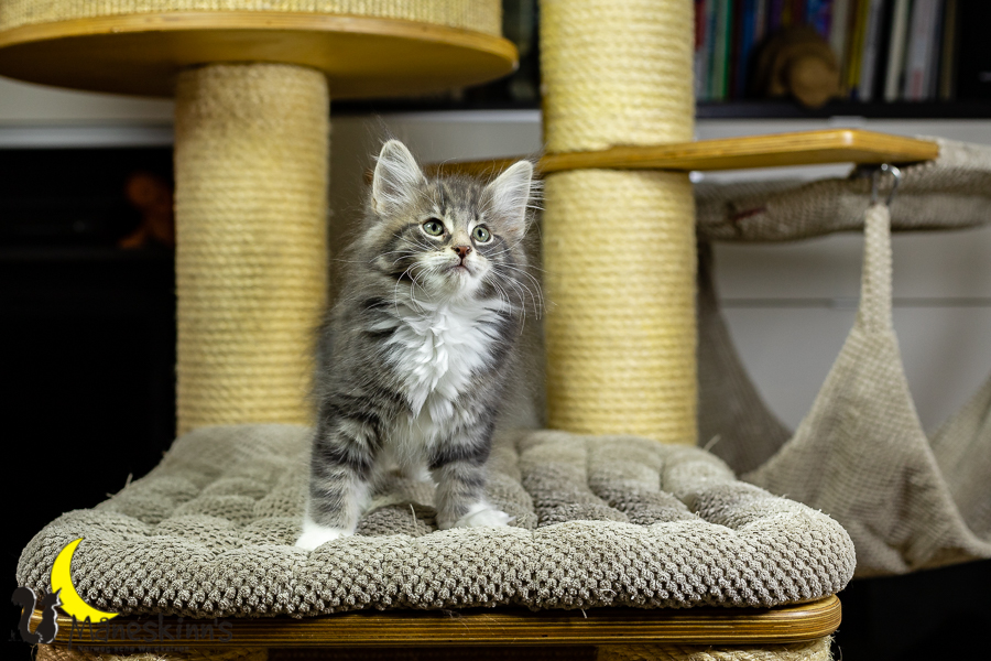 Keldan (70 Tage alt)