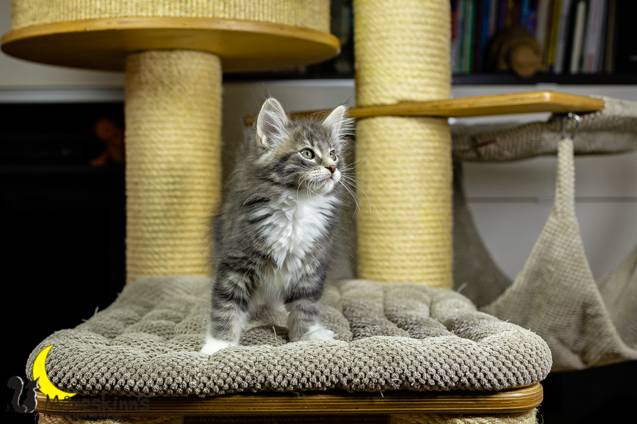 Keldan (70 Tage alt)