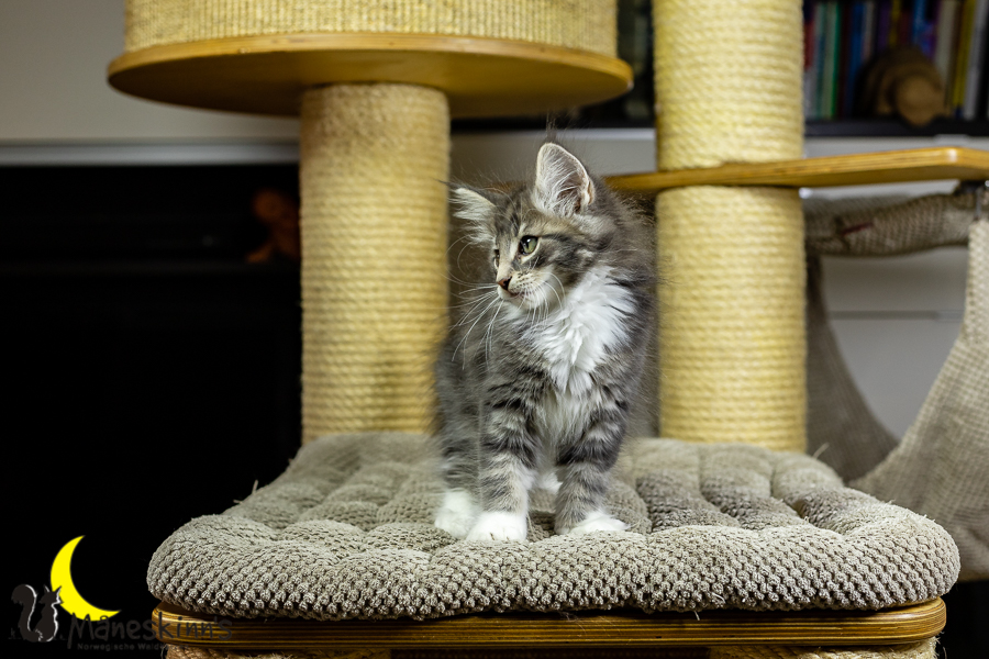 Keldan (70 Tage alt)