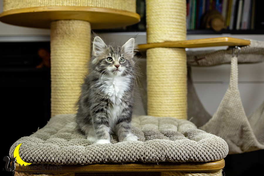 Keldan (70 Tage alt)