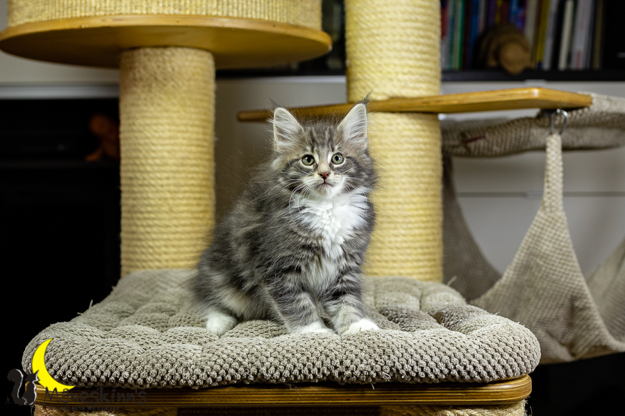 Keldan (70 Tage alt)