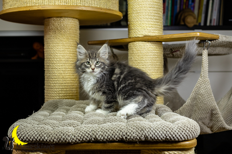 Keldan (70 Tage alt)