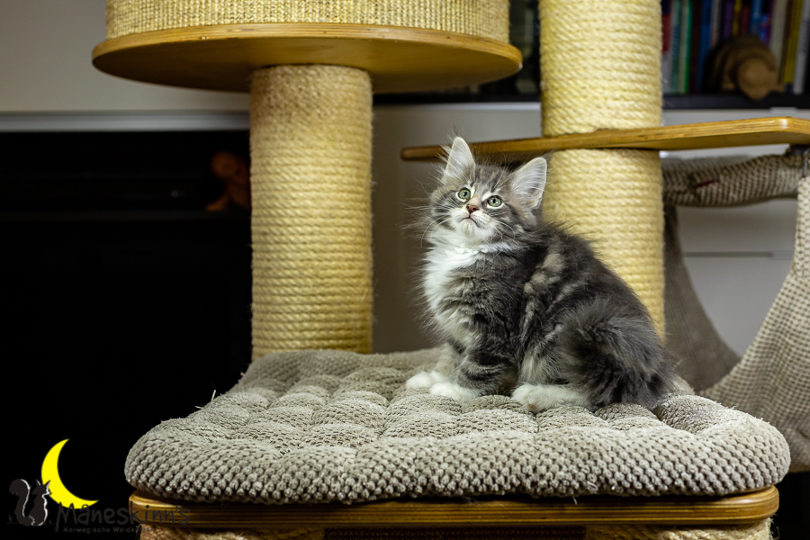 Keldan (70 Tage alt)