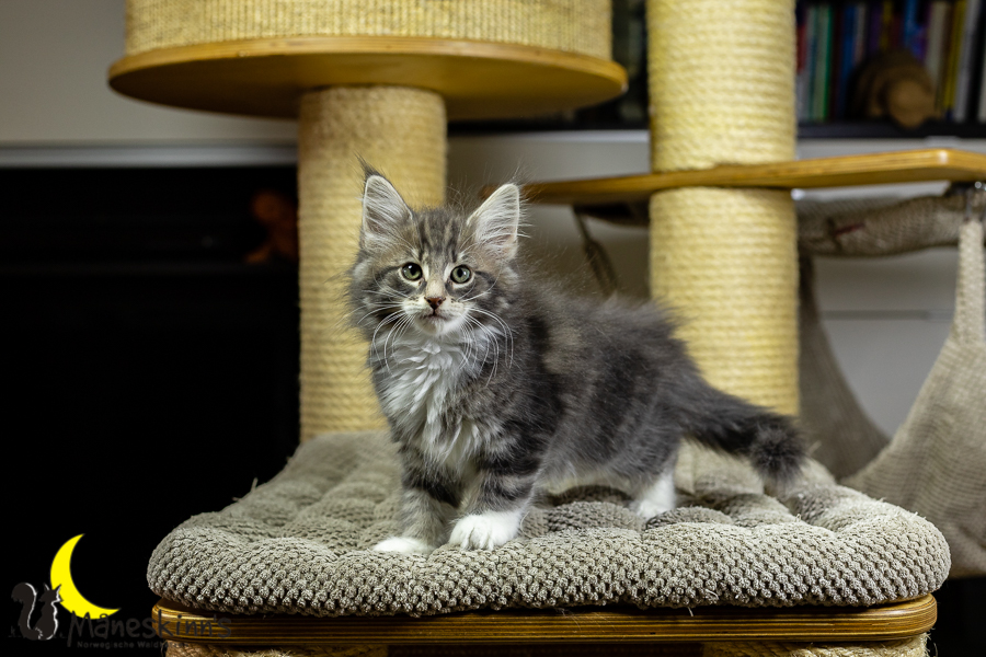 Keldan (70 Tage alt)