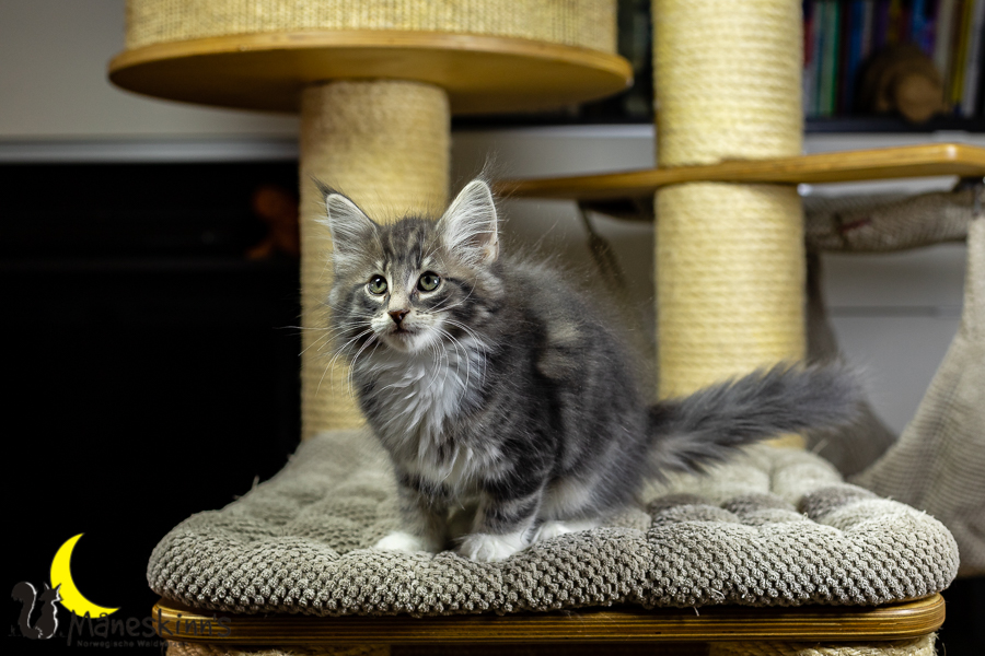 Keldan (70 Tage alt)