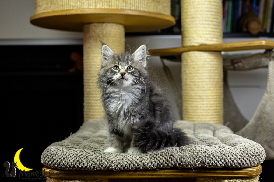 Keldan (70 Tage alt)