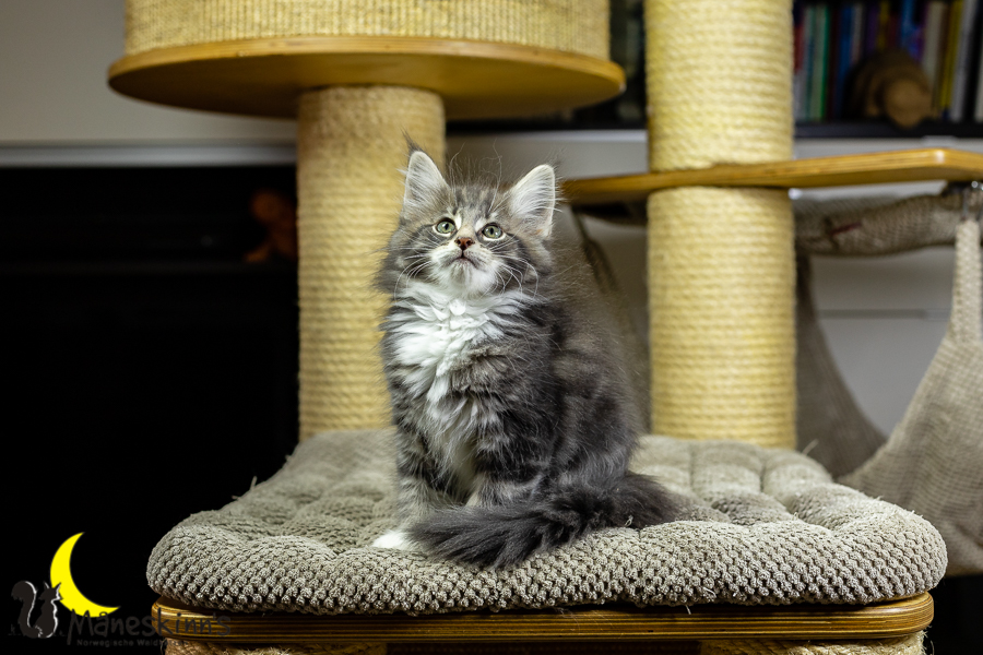 Keldan (70 Tage alt)