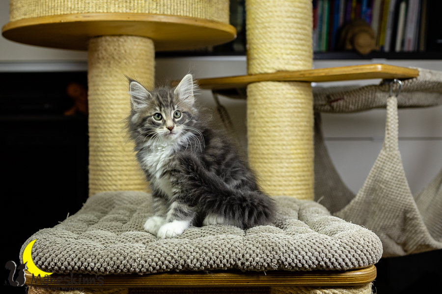 Keldan (70 Tage alt)