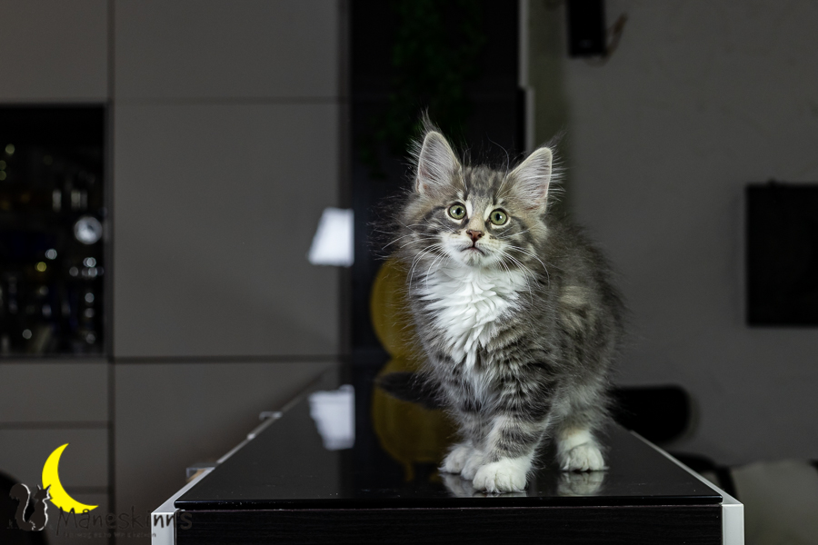 Keldan (76 Tage alt)