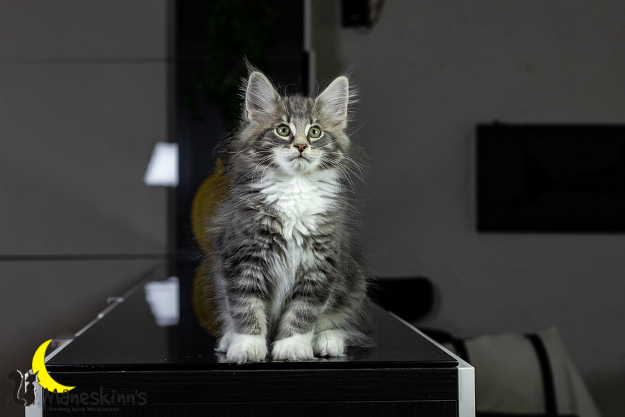 Keldan (76 Tage alt)