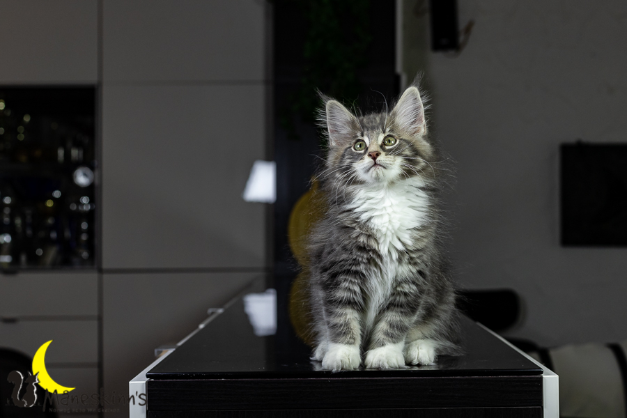 Keldan (76 Tage alt)