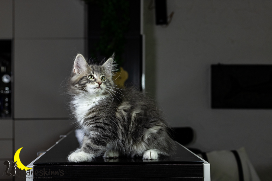 Keldan (76 Tage alt)