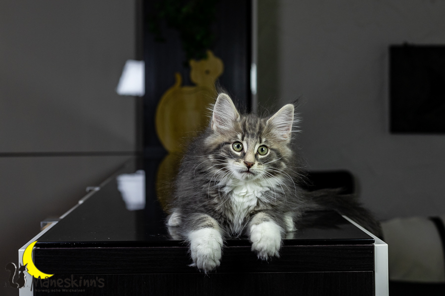 Keldan (76 Tage alt)