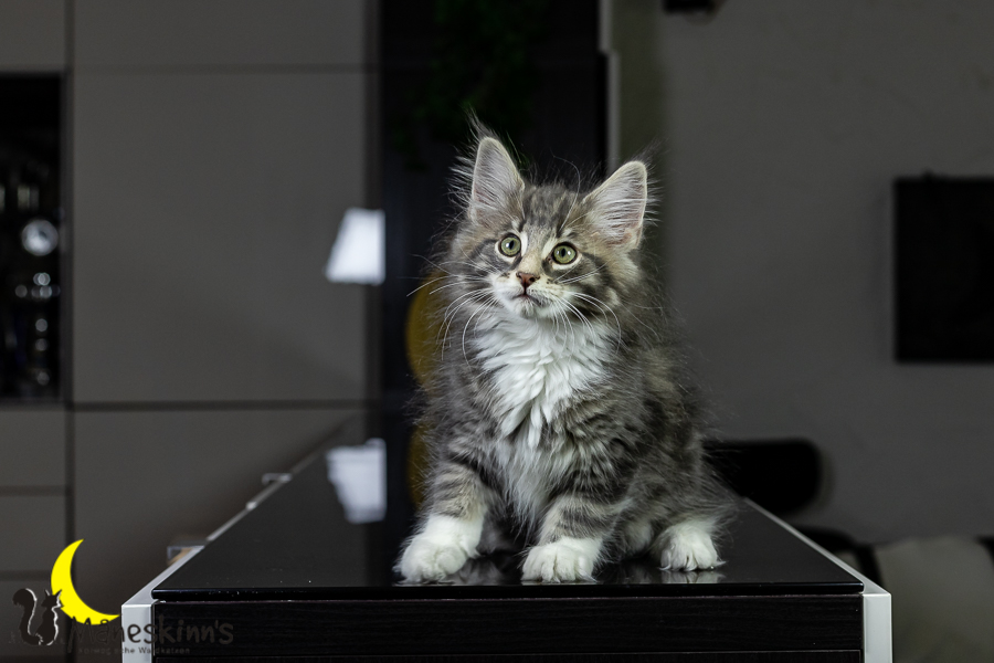 Keldan (76 Tage alt)