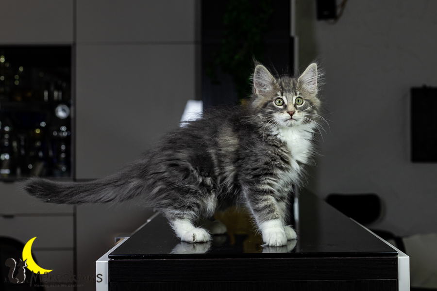 Keldan (76 Tage alt)