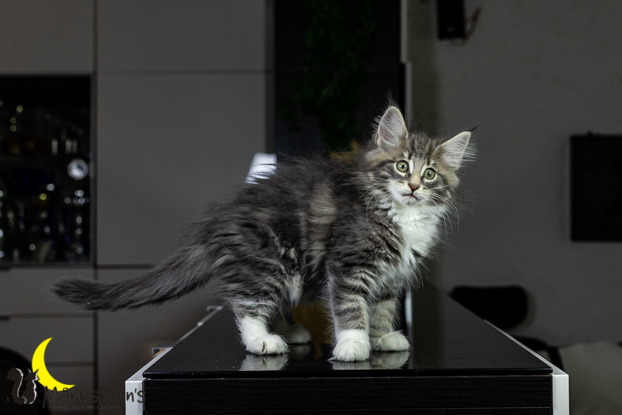 Keldan (76 Tage alt)