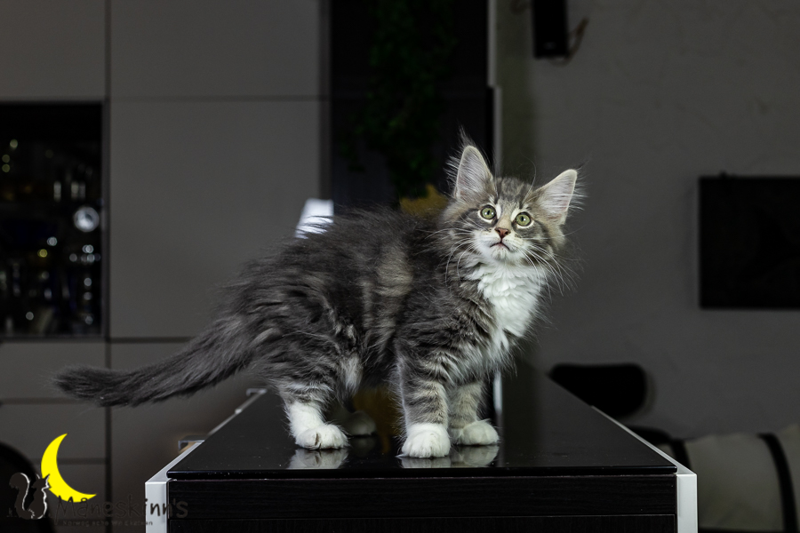 Keldan (76 Tage alt)