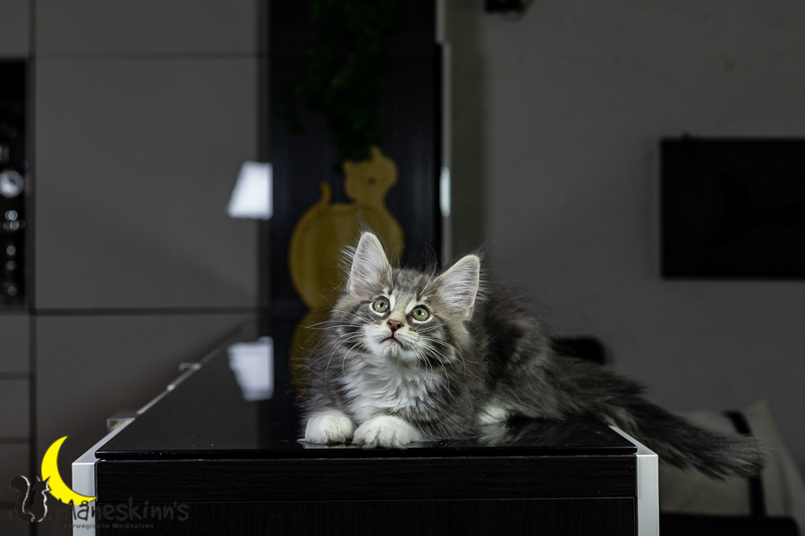 Keldan (76 Tage alt)