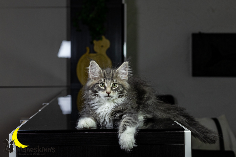 Keldan (76 Tage alt)