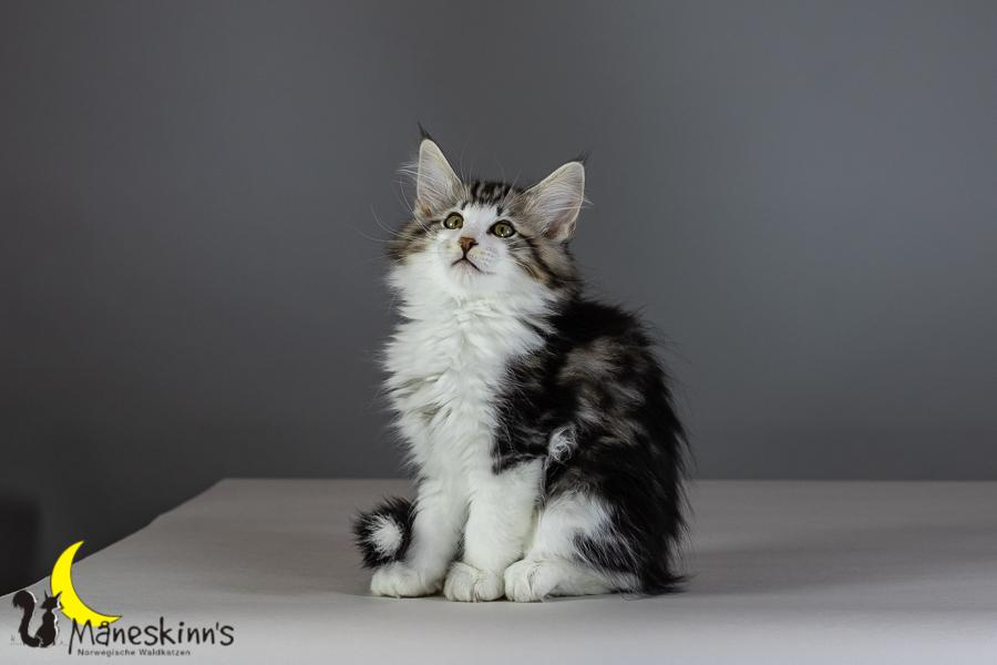 Kimba (82 Tage alt)
