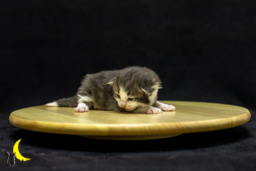 Kleo (14 Tage alt)