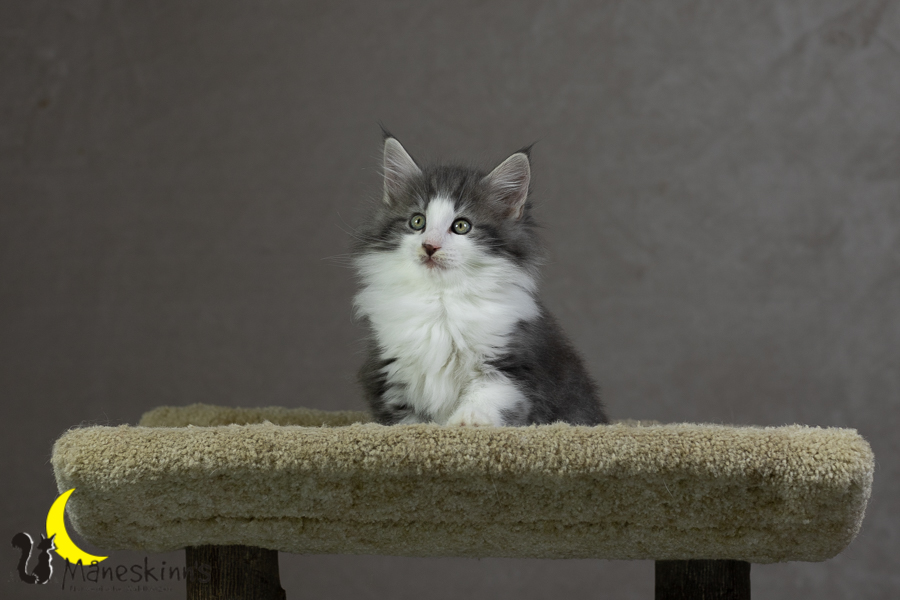 Kleo (55 Tage alt)