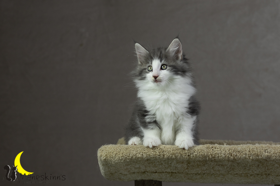 Kleo (55 Tage alt)