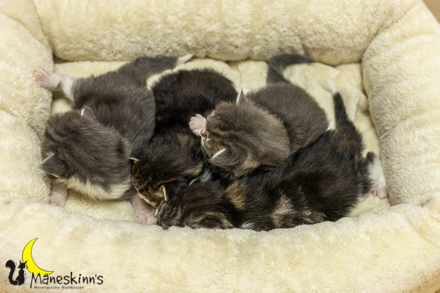 Wurf K (14 Tage alt)