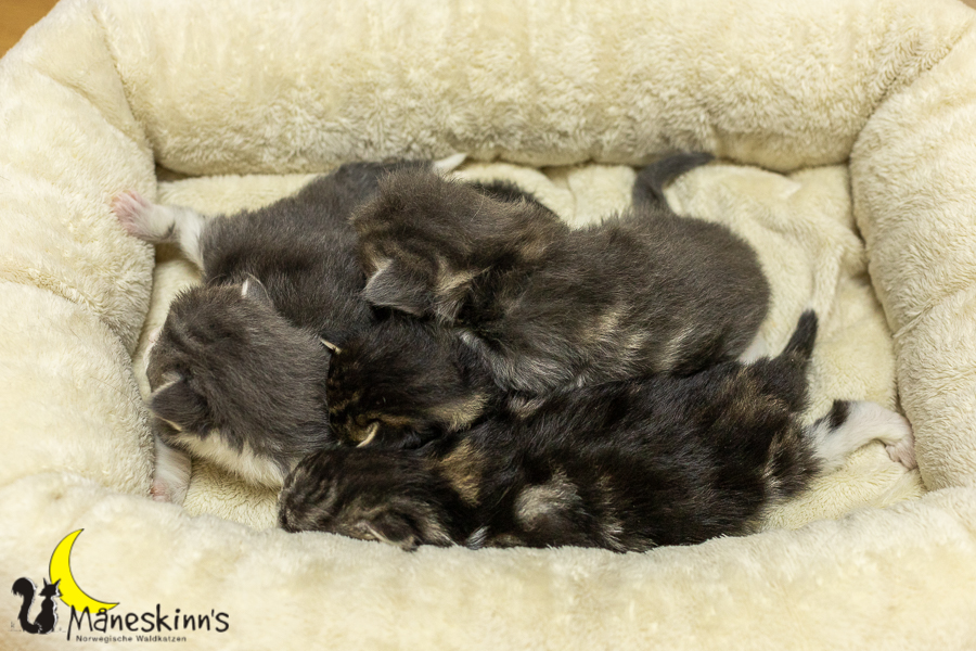 Wurf K (14 Tage alt)