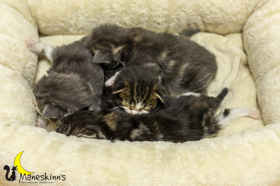 Wurf K (14 Tage alt)