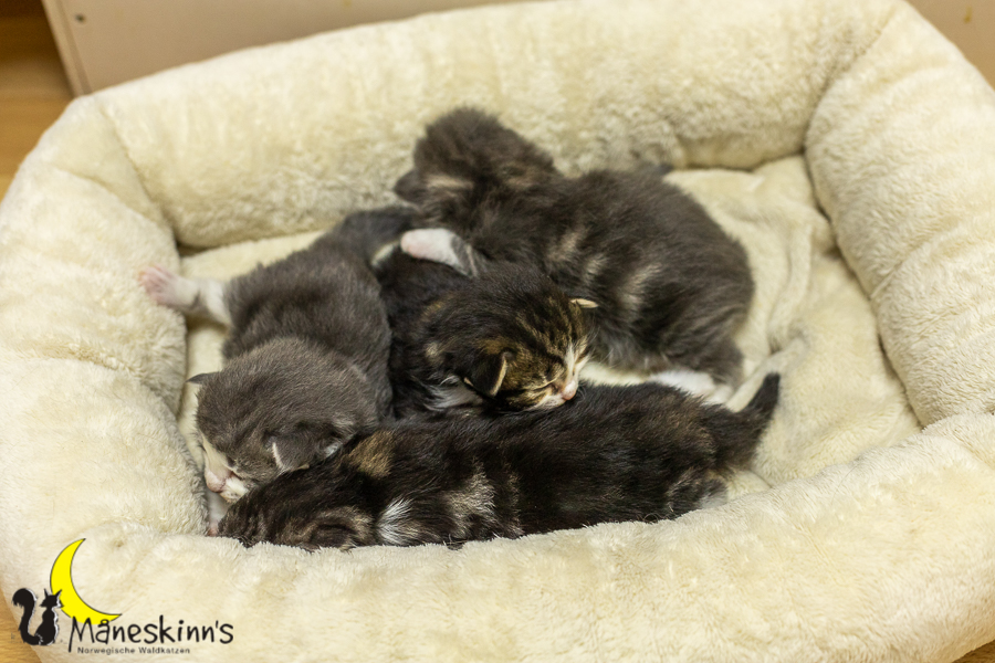 Wurf K (14 Tage alt)