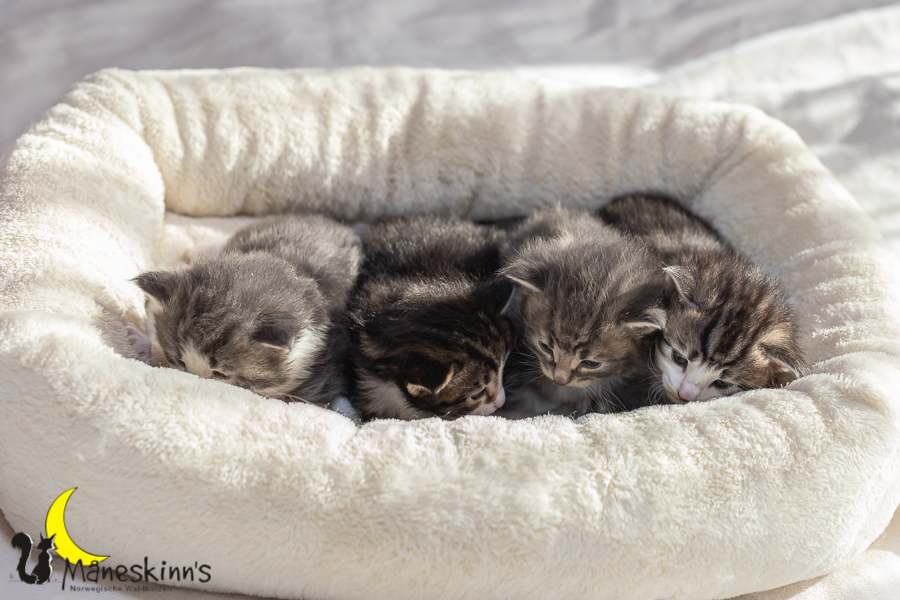 Wurf K (20 Tage alt)