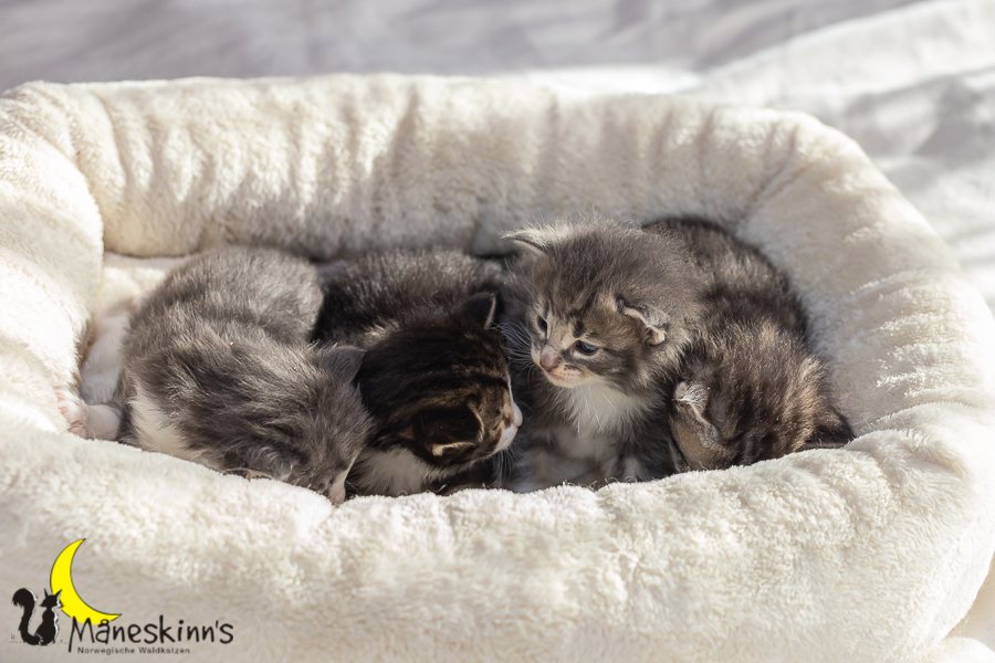 Wurf K (20 Tage alt)