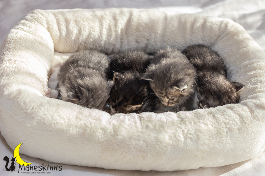 Wurf K (20 Tage alt)