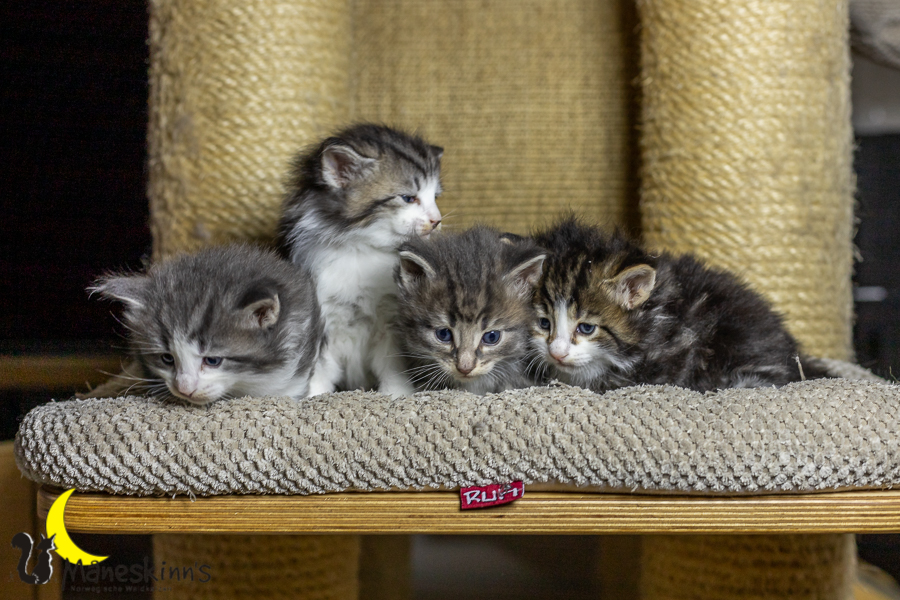 Wurf K (27 Tage alt)