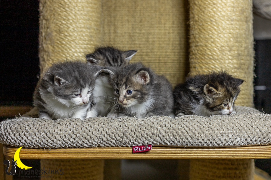 Wurf K (27 Tage alt)