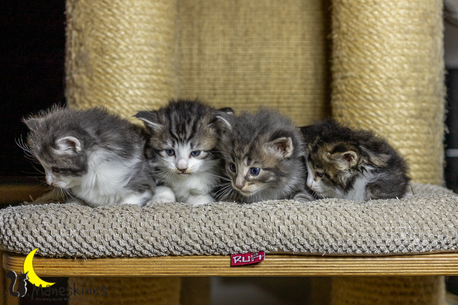 Wurf K (27 Tage alt)