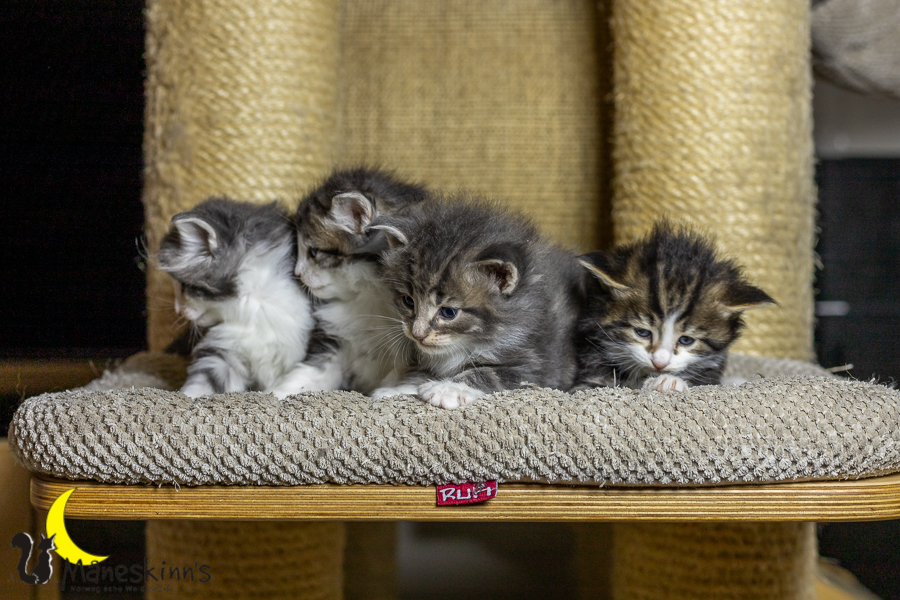 Wurf K (27 Tage alt)