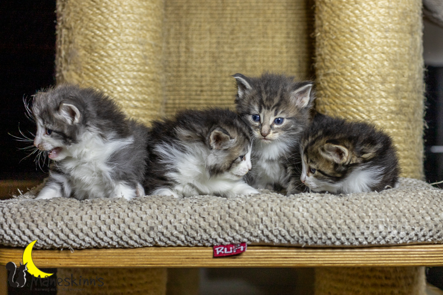 Wurf K (27 Tage alt)