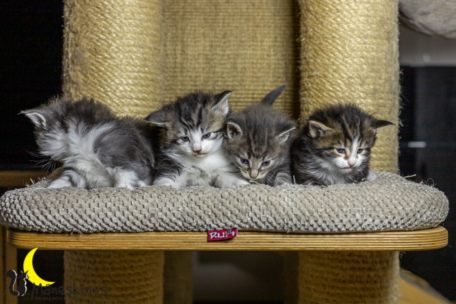 Wurf K (27 Tage alt)