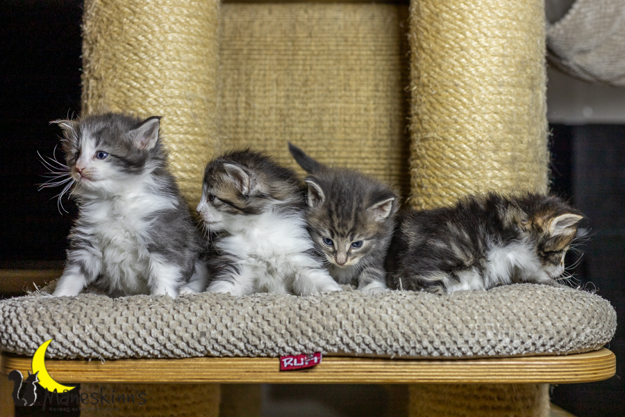 Wurf K (27 Tage alt)