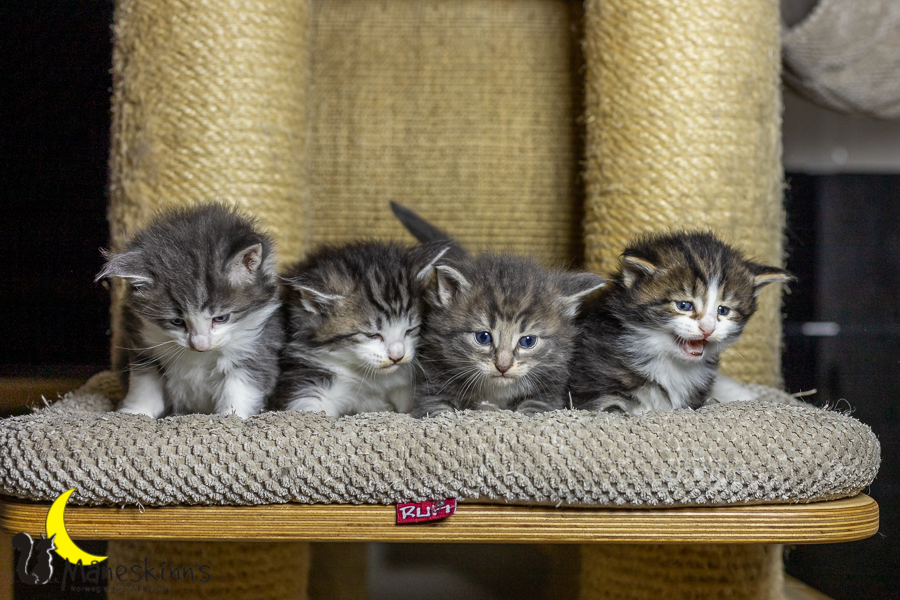 Wurf K (27 Tage alt)